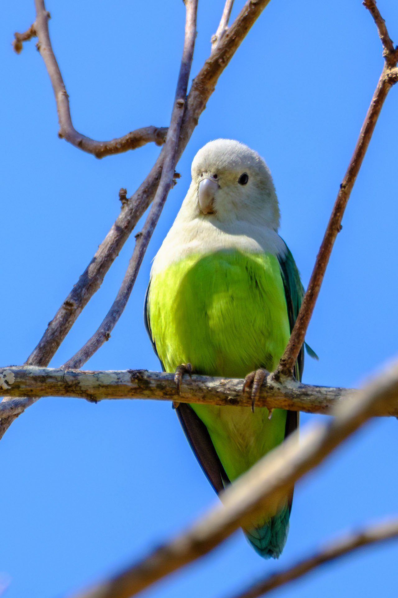 image Grey-headed Lovebird